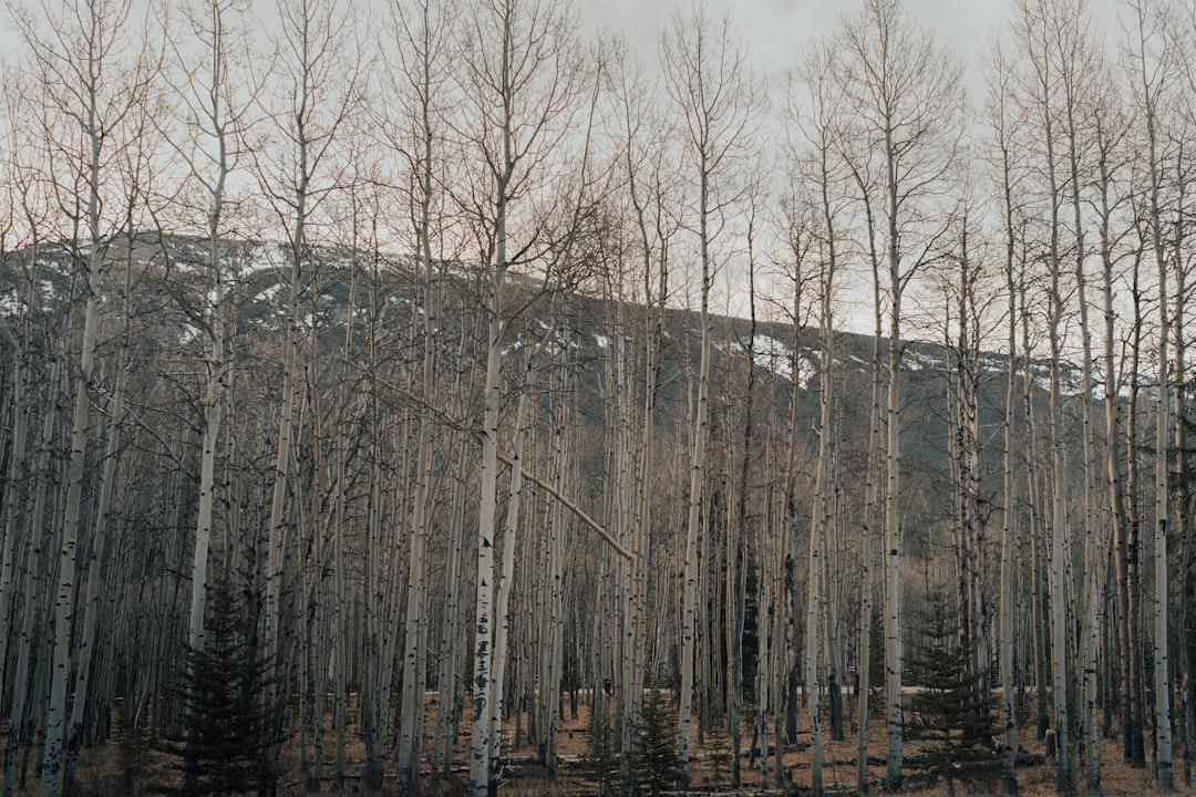 Forest photo spot Kananaskis Lake Louise