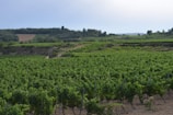 Wide shot of the vineyard landscape with rolling hills and distant trees.
