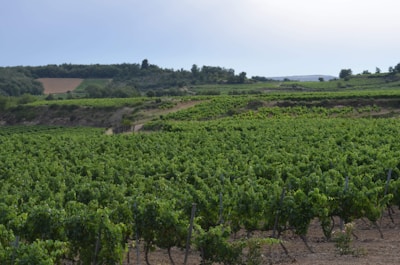 Wide shot of the vineyard landscape with rolling hills and distant trees.