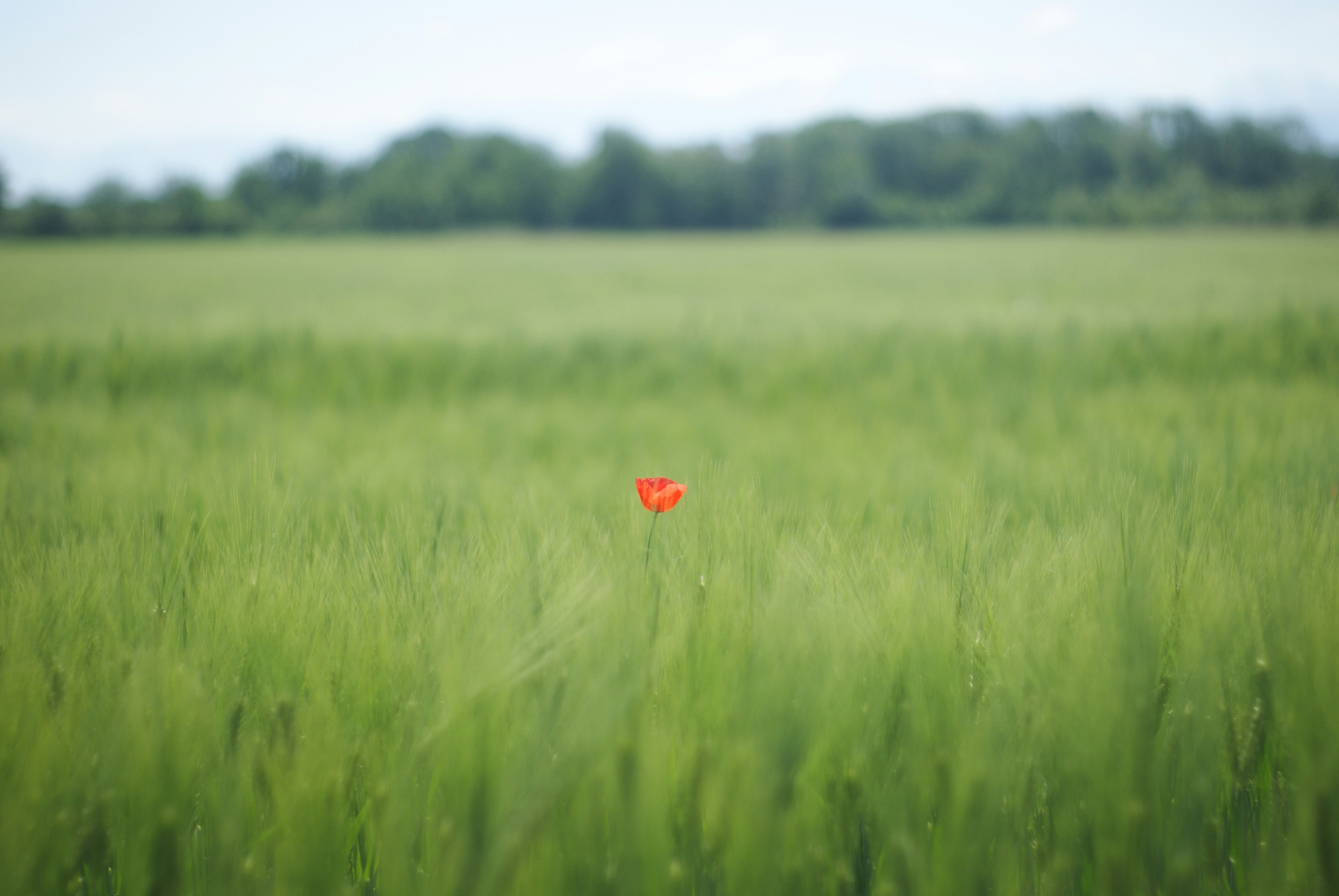 red flower on green grass field during daytime