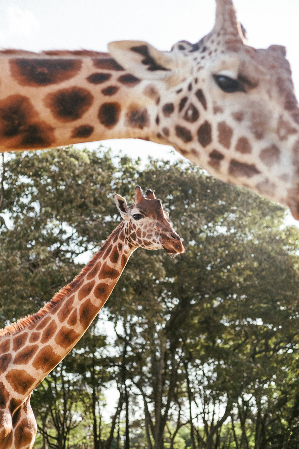 Giraffe tagsüber im Wald