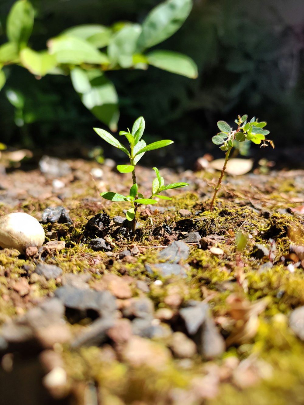 green plant on brown soil