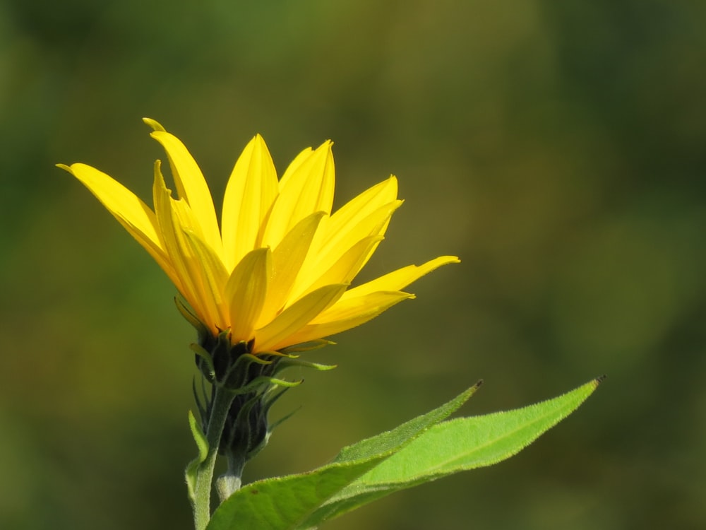 yellow flower in tilt shift lens