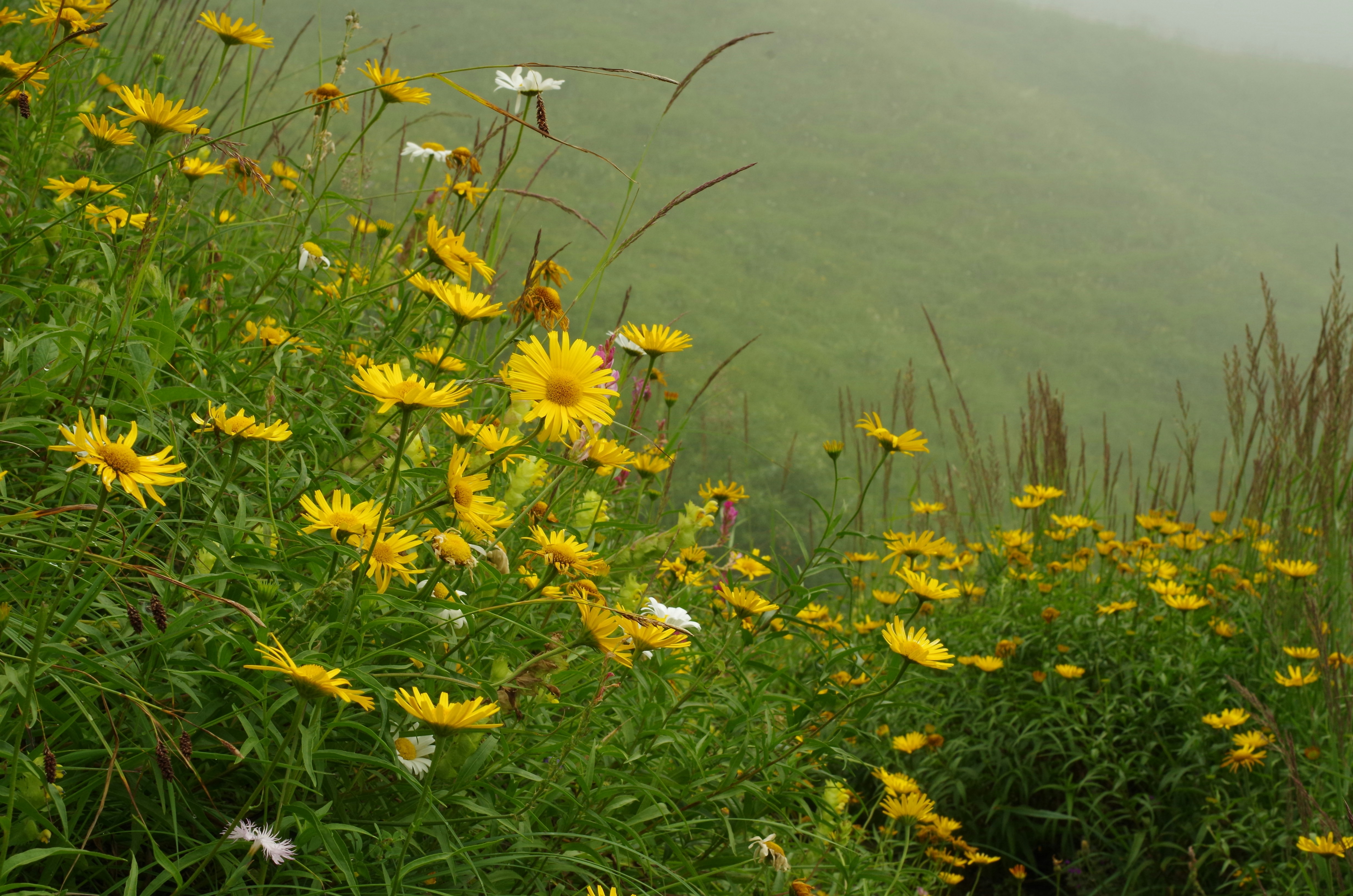 Fields Of Yellow Flowers In Montana Best Flower Site