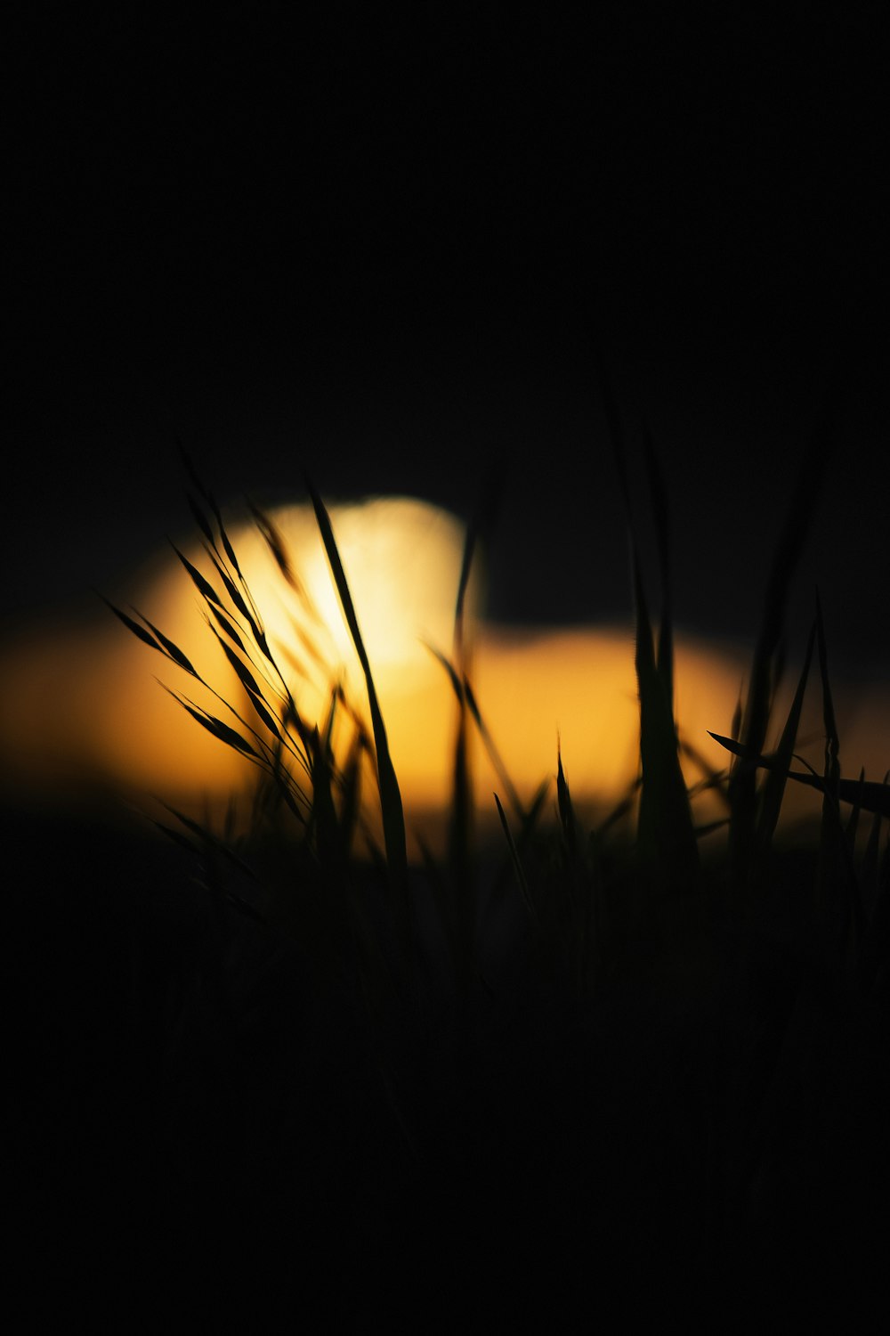 silhouette of grass during sunset