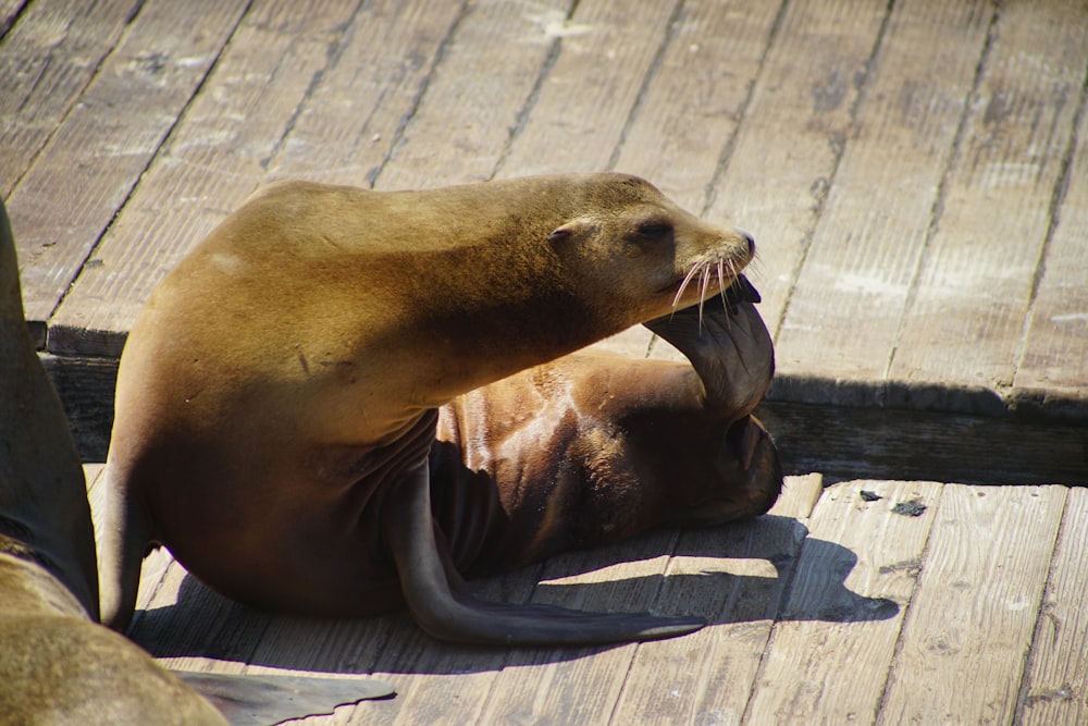 brown seal lying on wooden floor