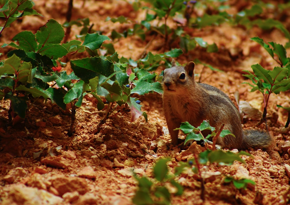 scoiattolo bruno su terreno marrone durante il giorno