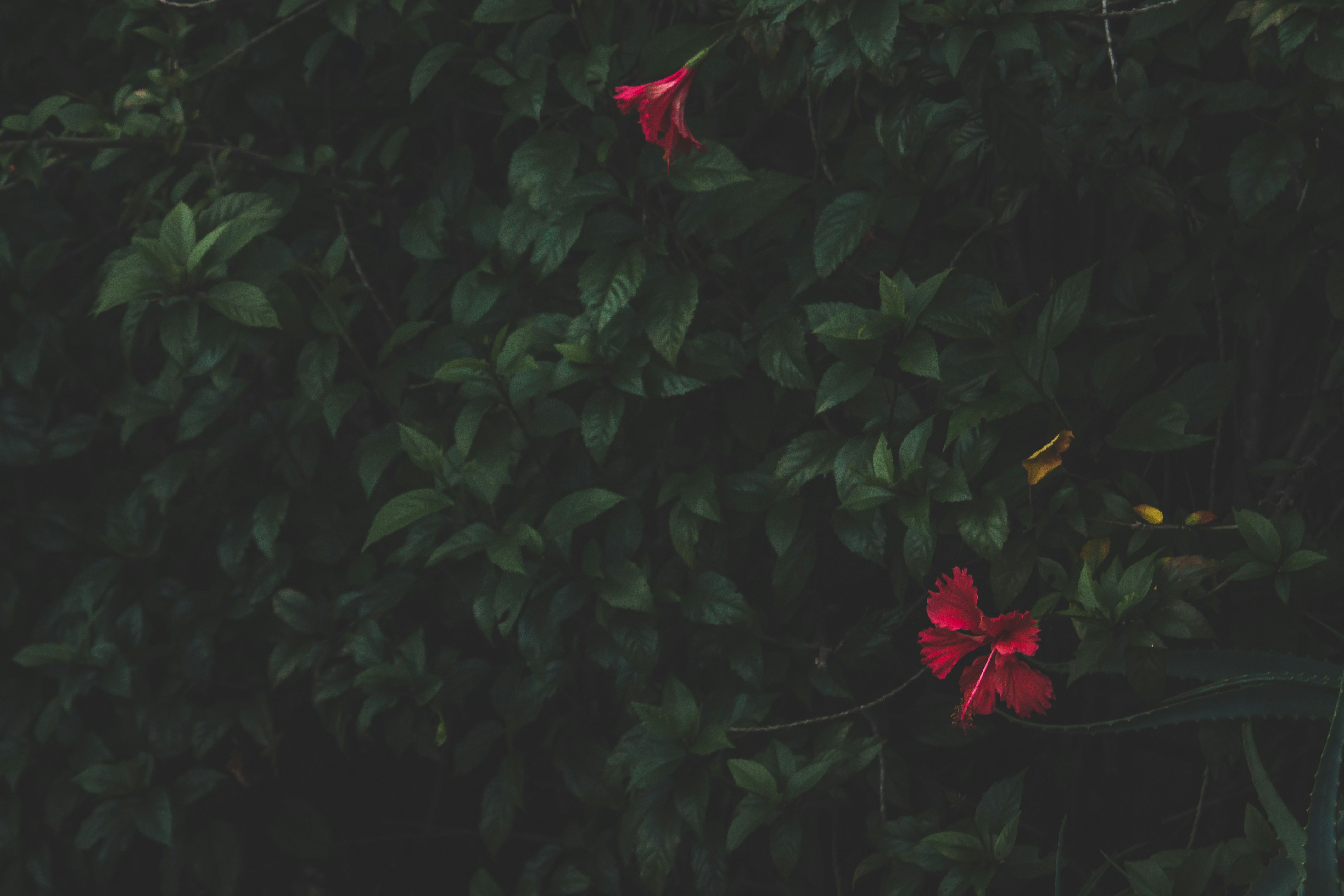 Photo by daniellemacedoo