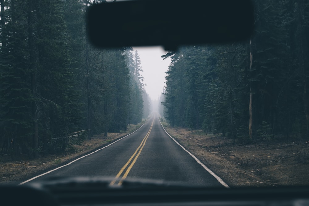 gray asphalt road between green trees during daytime