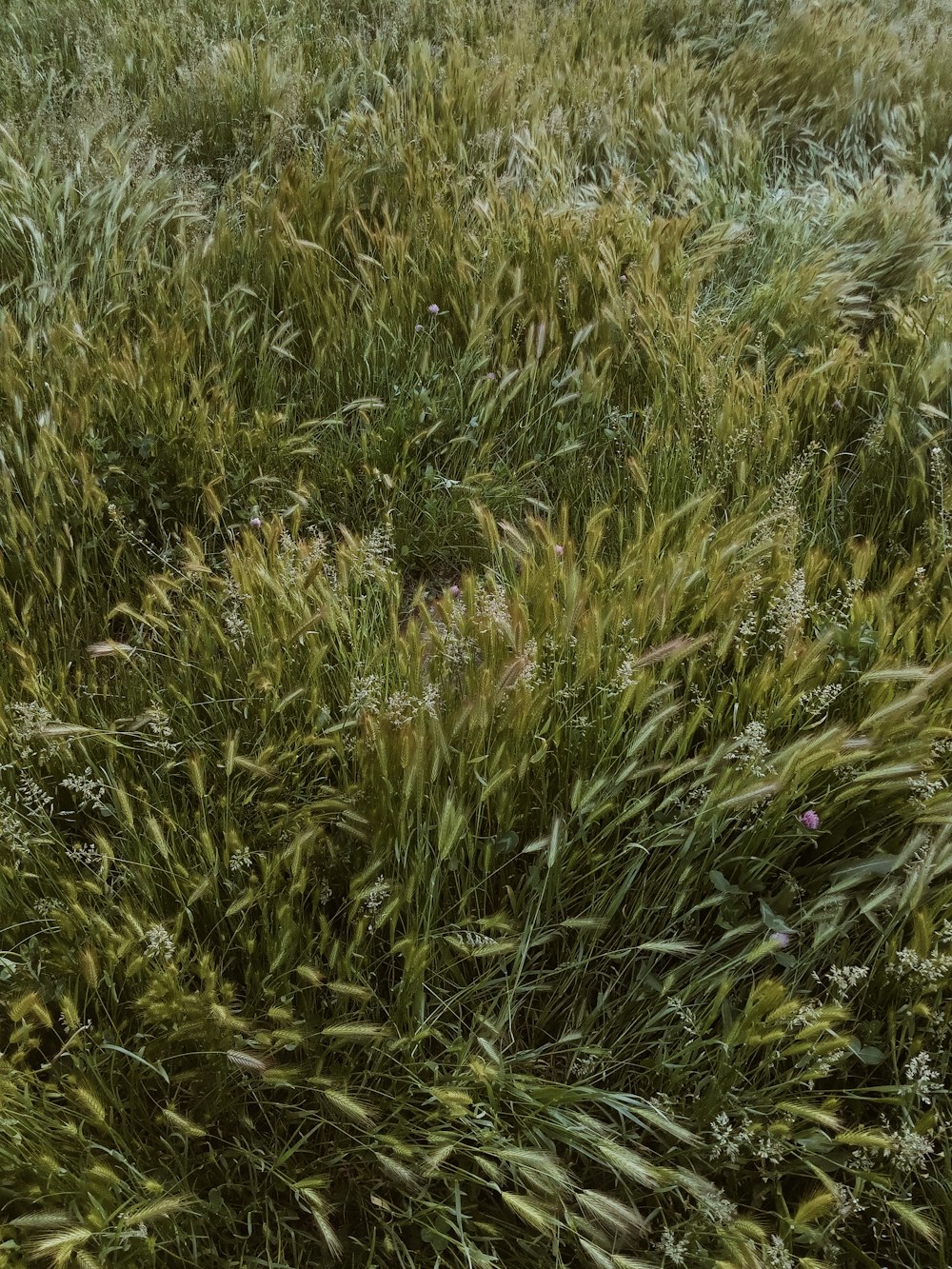 green grass field during daytime