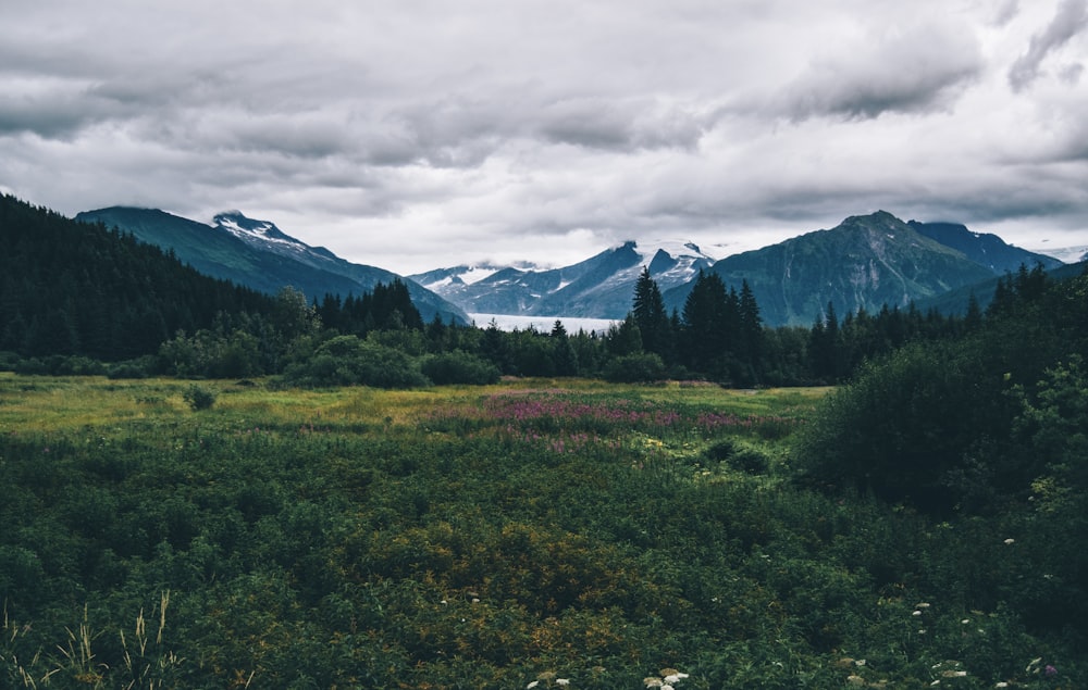 Champ d’herbe verte près de la montagne sous les nuages blancs pendant la journée