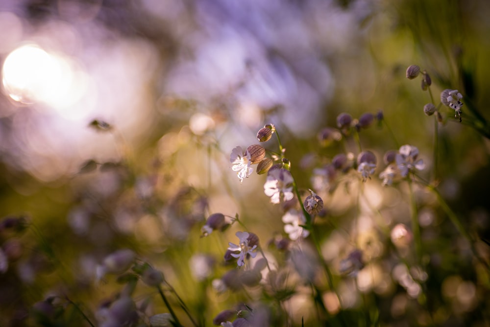 Weiße Blumen in der Tilt Shift-Linse