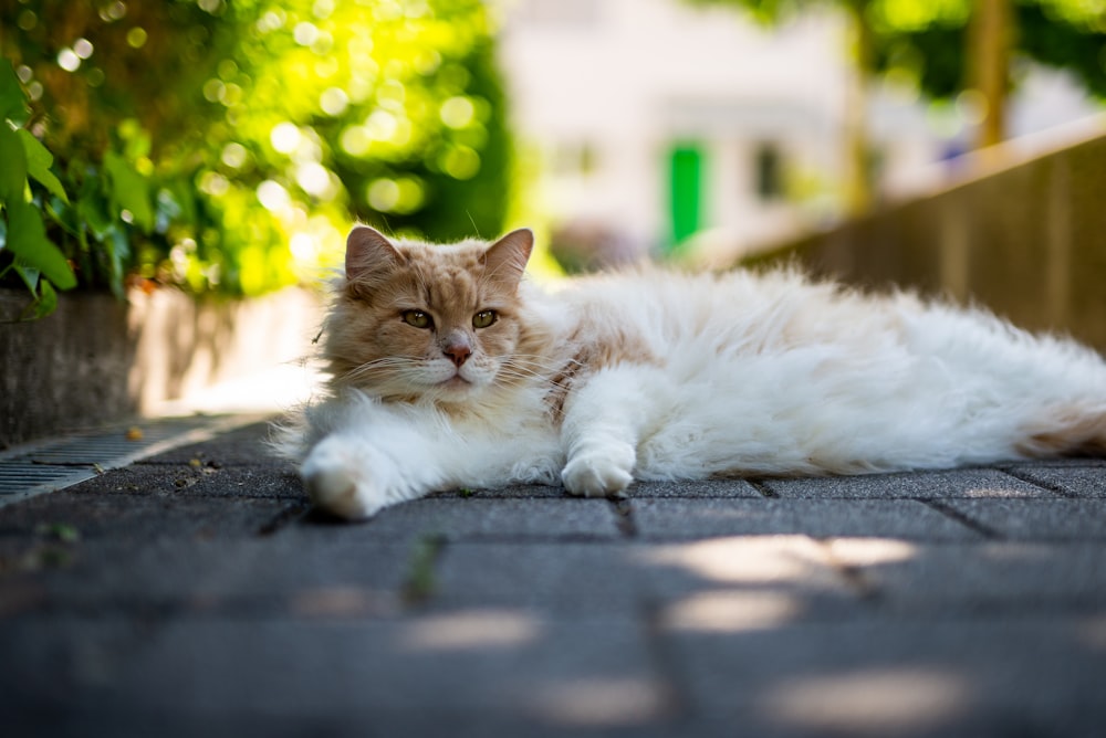 white and brown cat lying on concrete floor