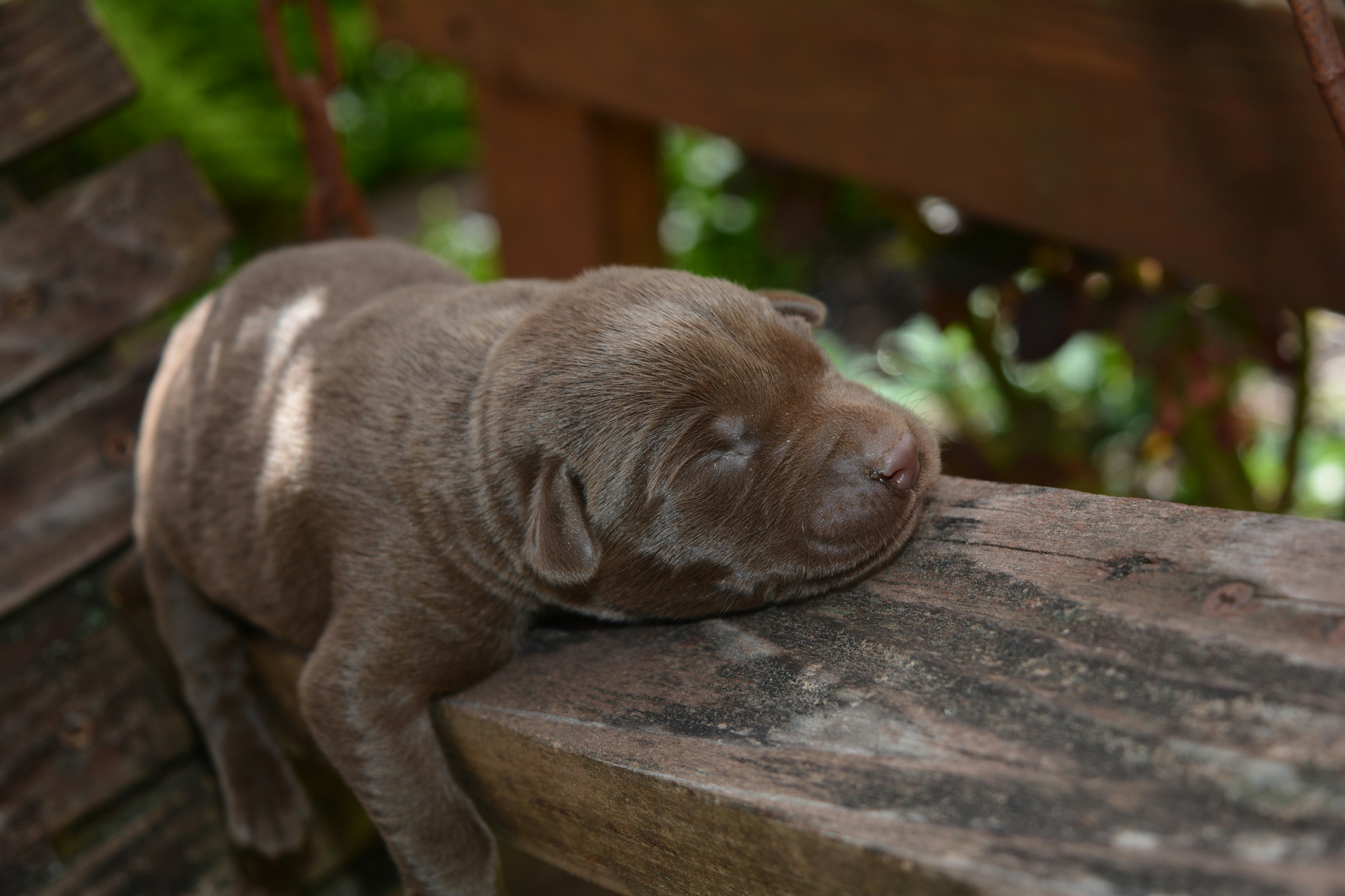 brown short coated puppy on brown wooden table