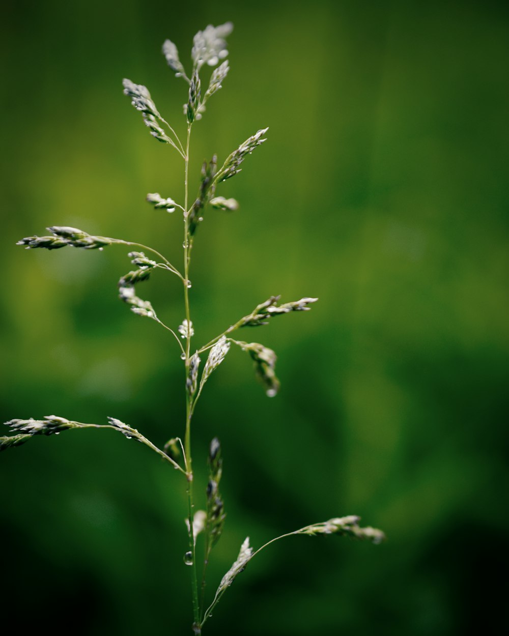 green plant in tilt shift lens