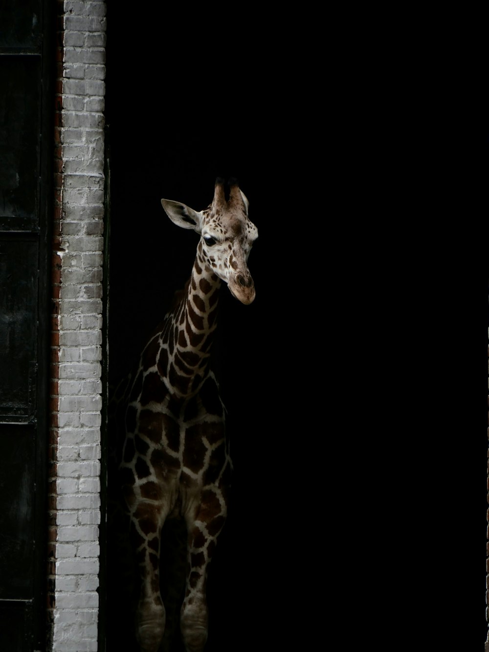 giraffe standing on window during daytime