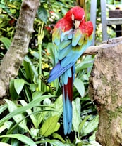 A brightly colored parrot with red, green, and blue feathers perches on a wooden branch in a lush, green jungle setting. The bird's vibrant plumage stands out against the surrounding foliage, and its head is tilted downward as if preening its feathers.