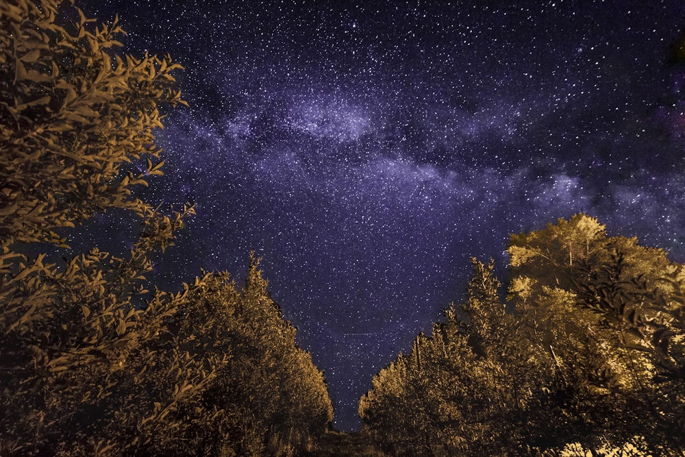 green trees under blue sky during night time