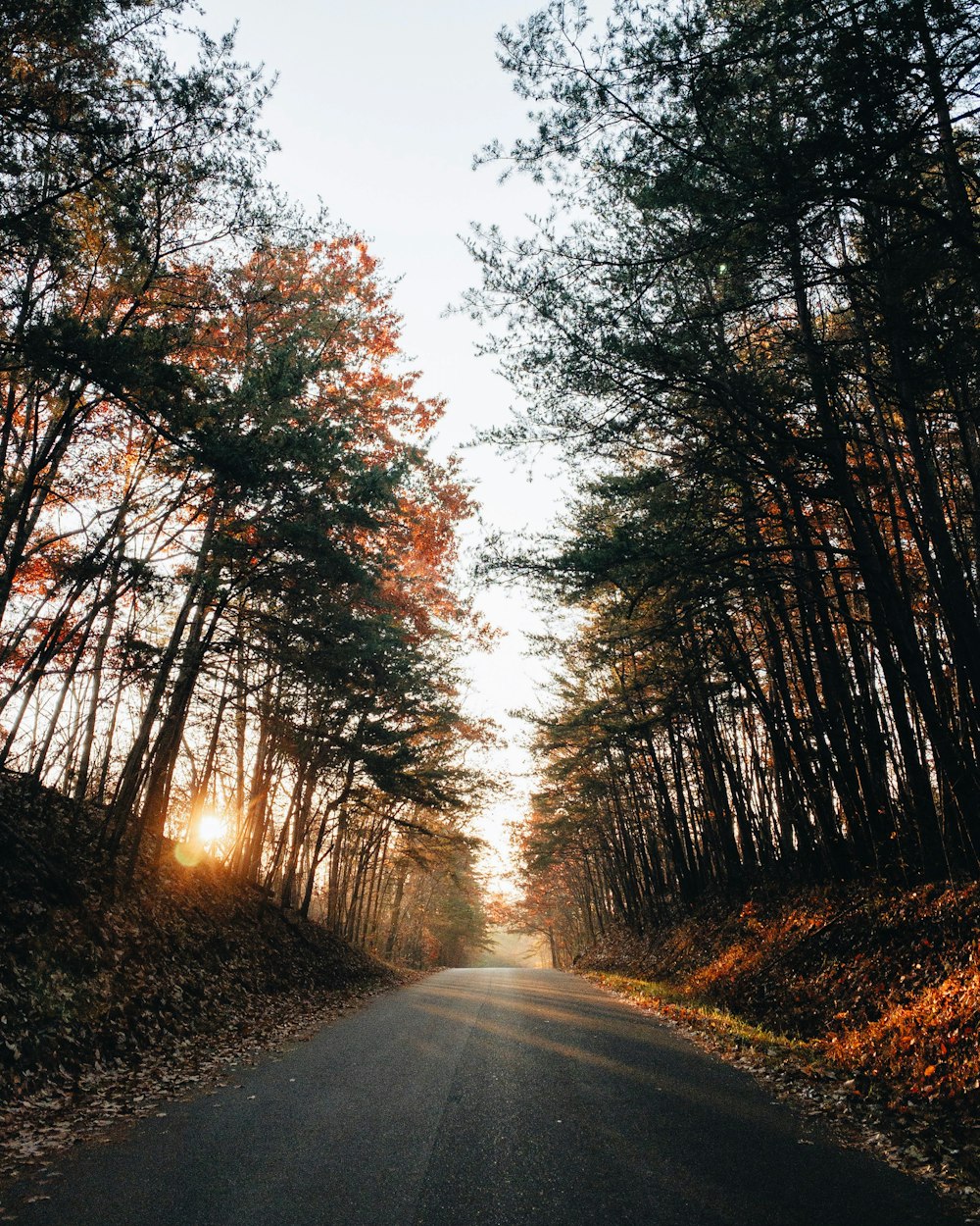 route goudronnée grise entre les arbres pendant la journée