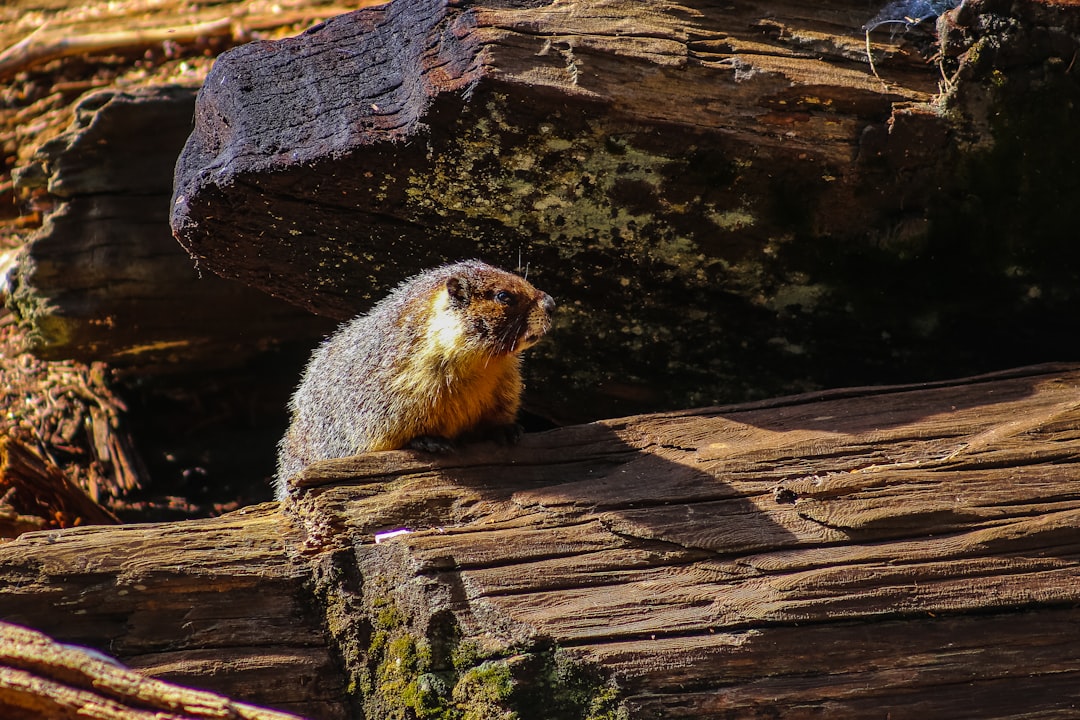brown and gray rodent on brown wood