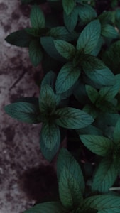 Moringa fresca