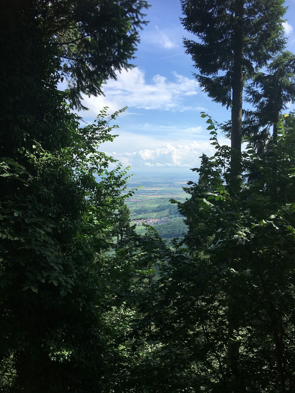 green trees near body of water under blue sky during daytime