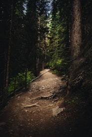 green trees on brown soil