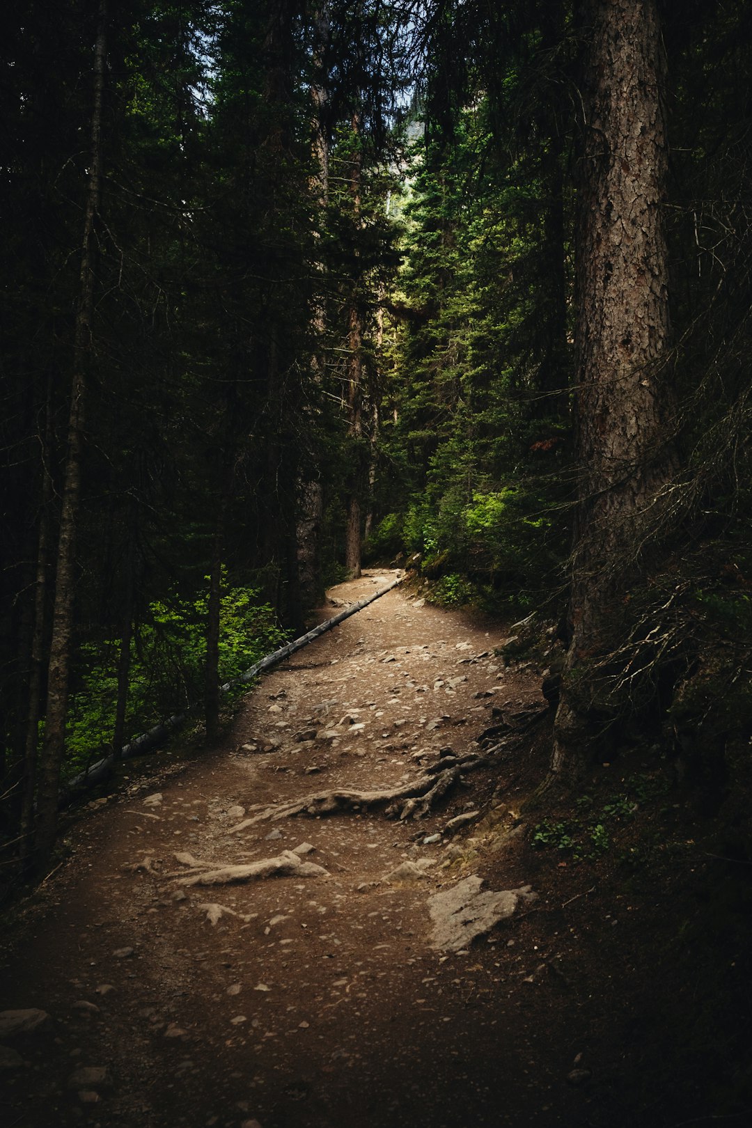 Forest photo spot Lake Agnes Lake O'Hara