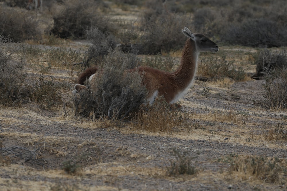 brown and white deer on brown grass field during daytime