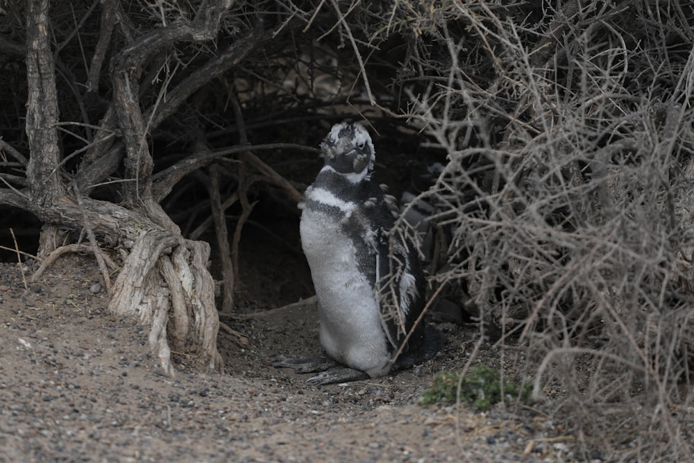 gray and white penguin on brown ground