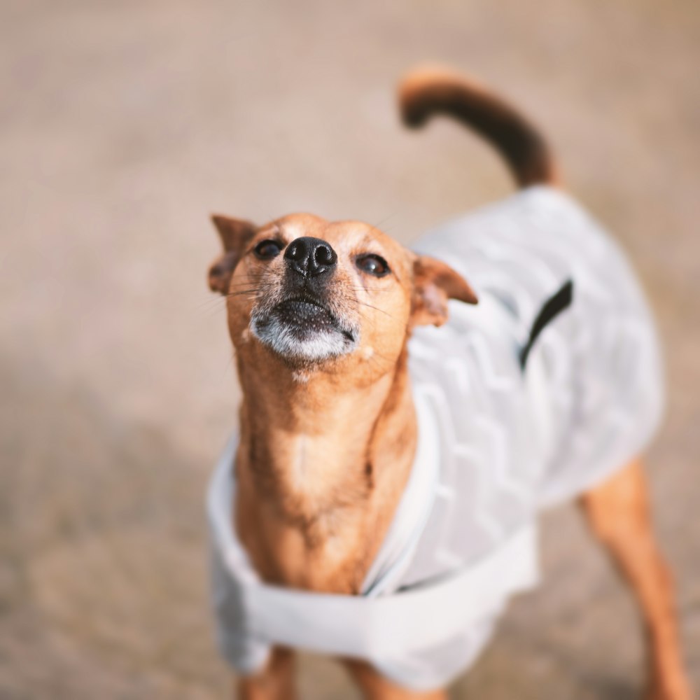 brown and white short coated dog wearing white and blue shirt