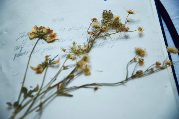 A delicate rose resting on scattered handwritten letters.