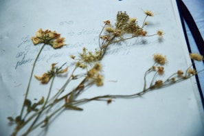 Delicate dried flowers laid gently on a blank page, symbolizing quiet growth and healing.