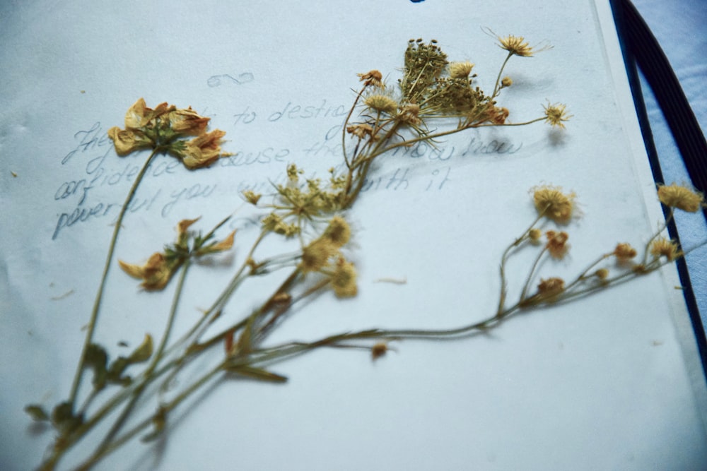 yellow and brown leaves on white surface