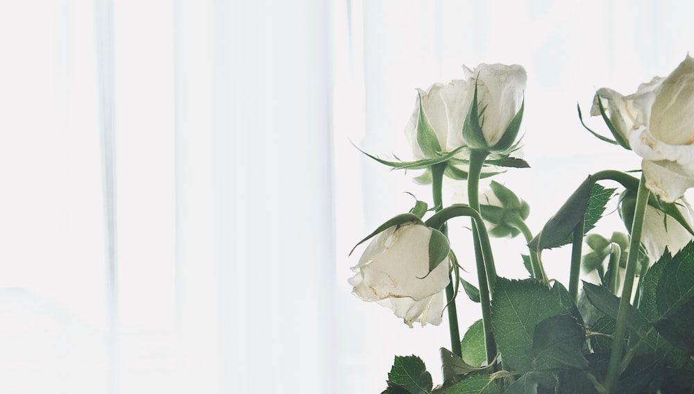 white roses in white background