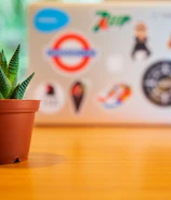 green plant in brown clay pot