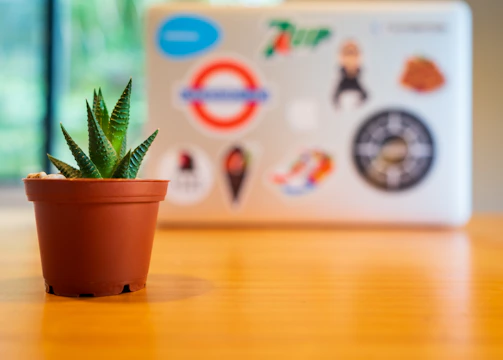 green plant in brown clay pot