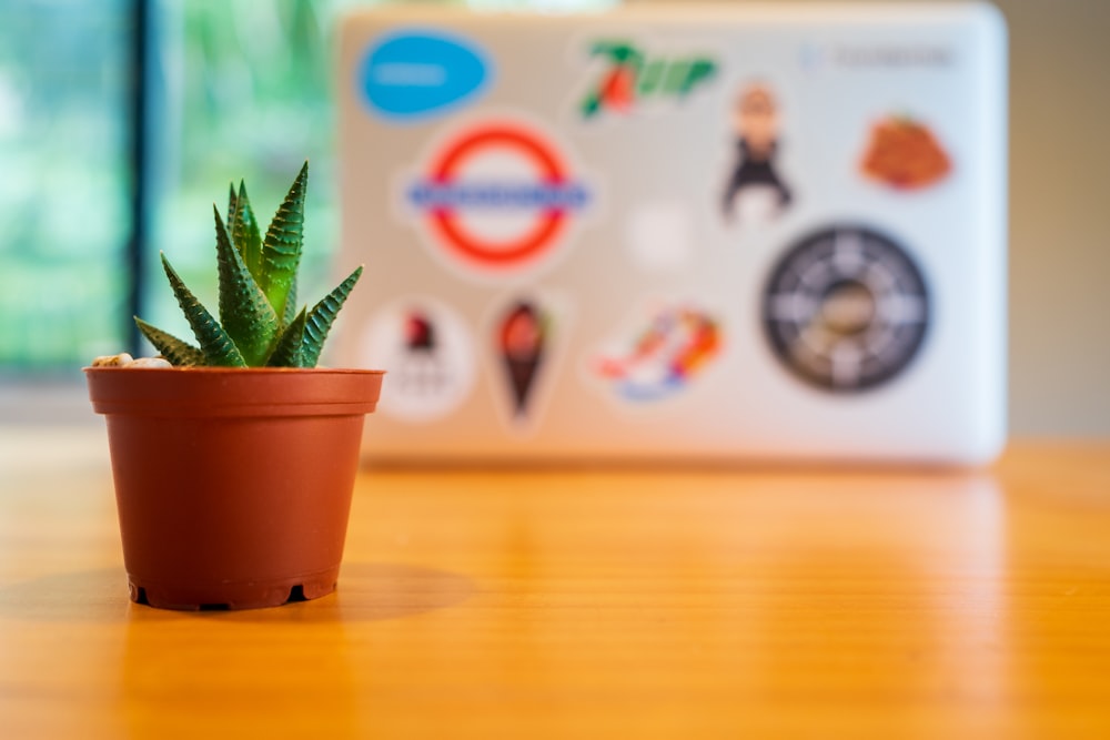 green plant in brown clay pot