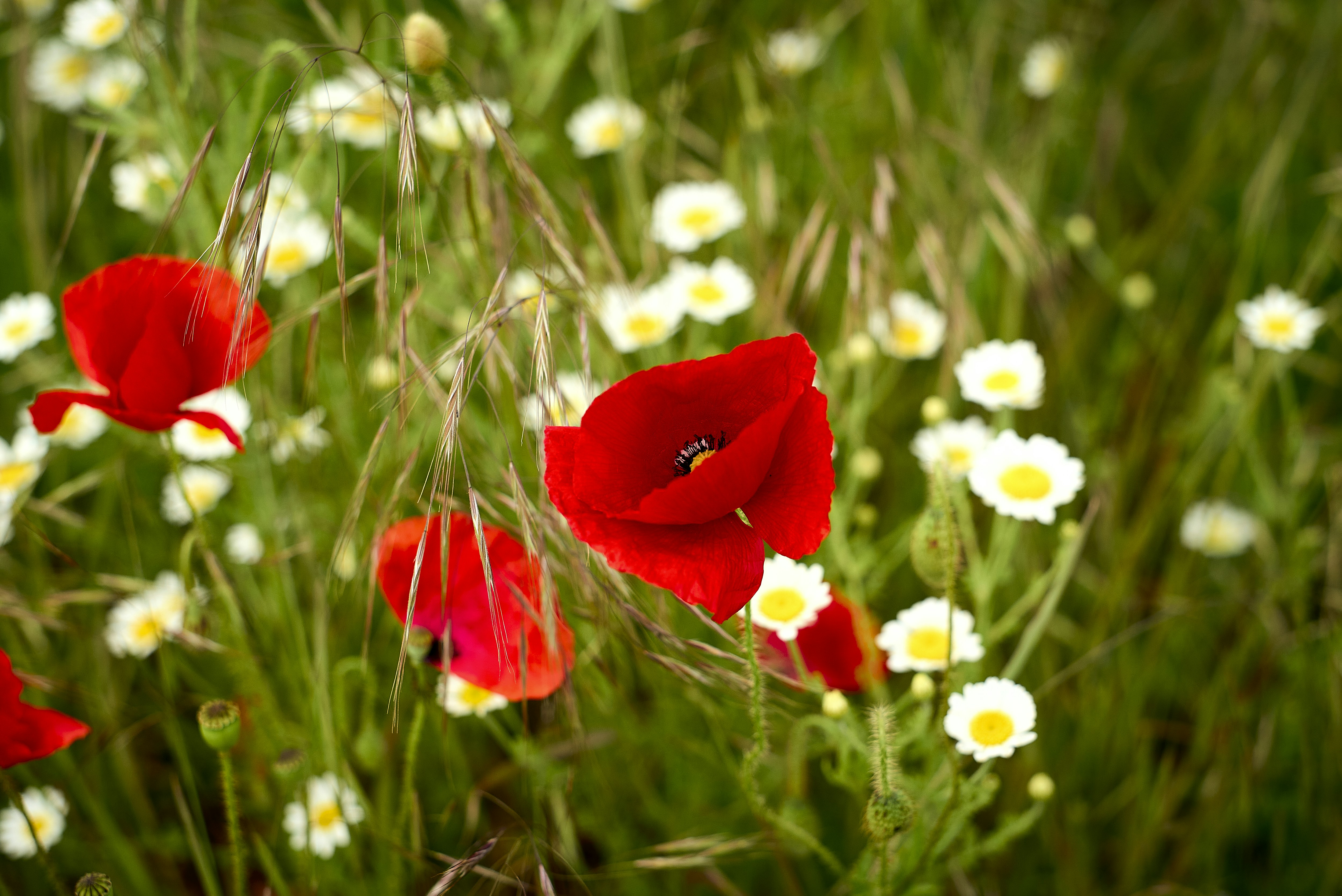 red flower in the middle of white flowers
