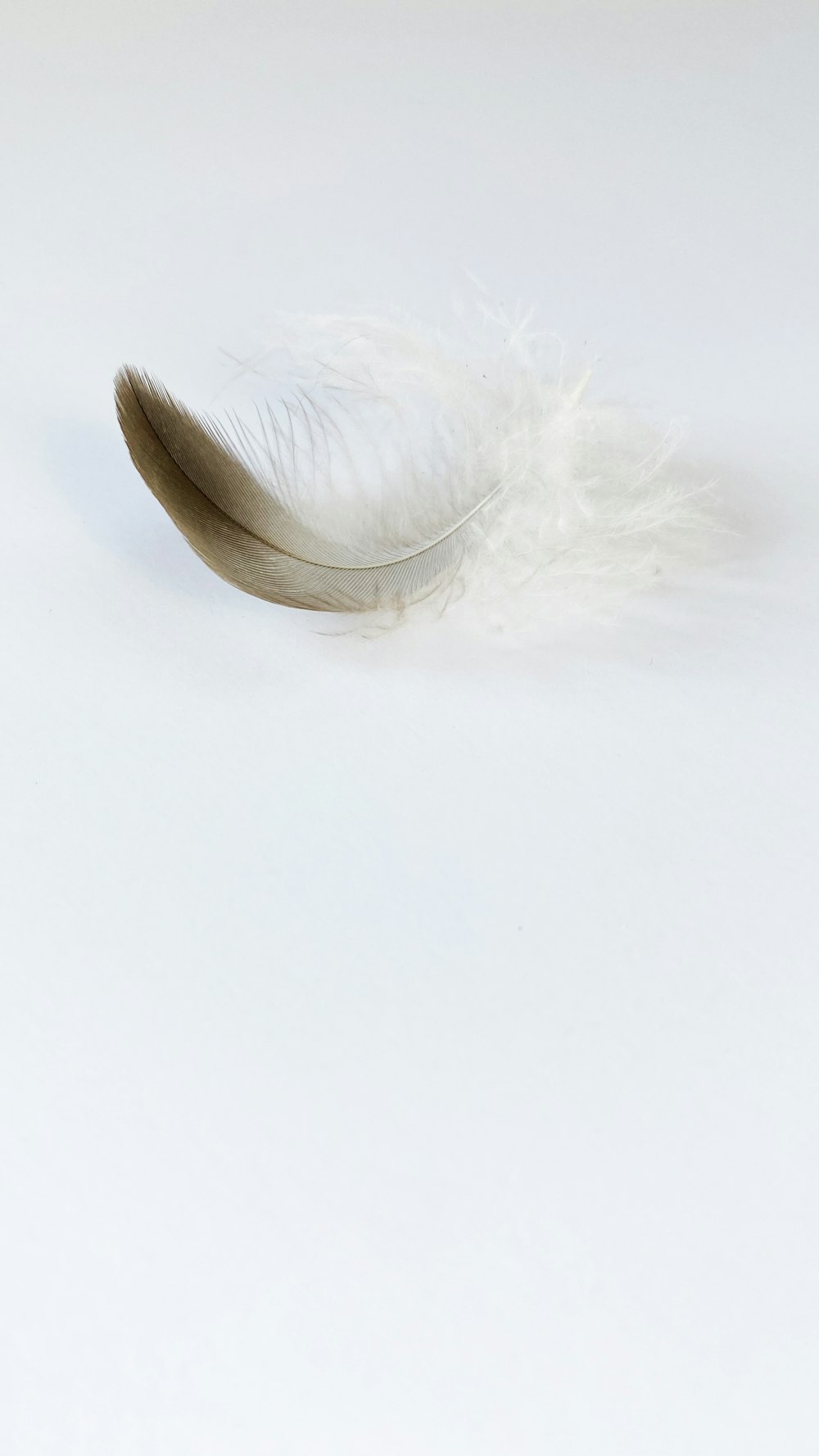 brown feather on white surface