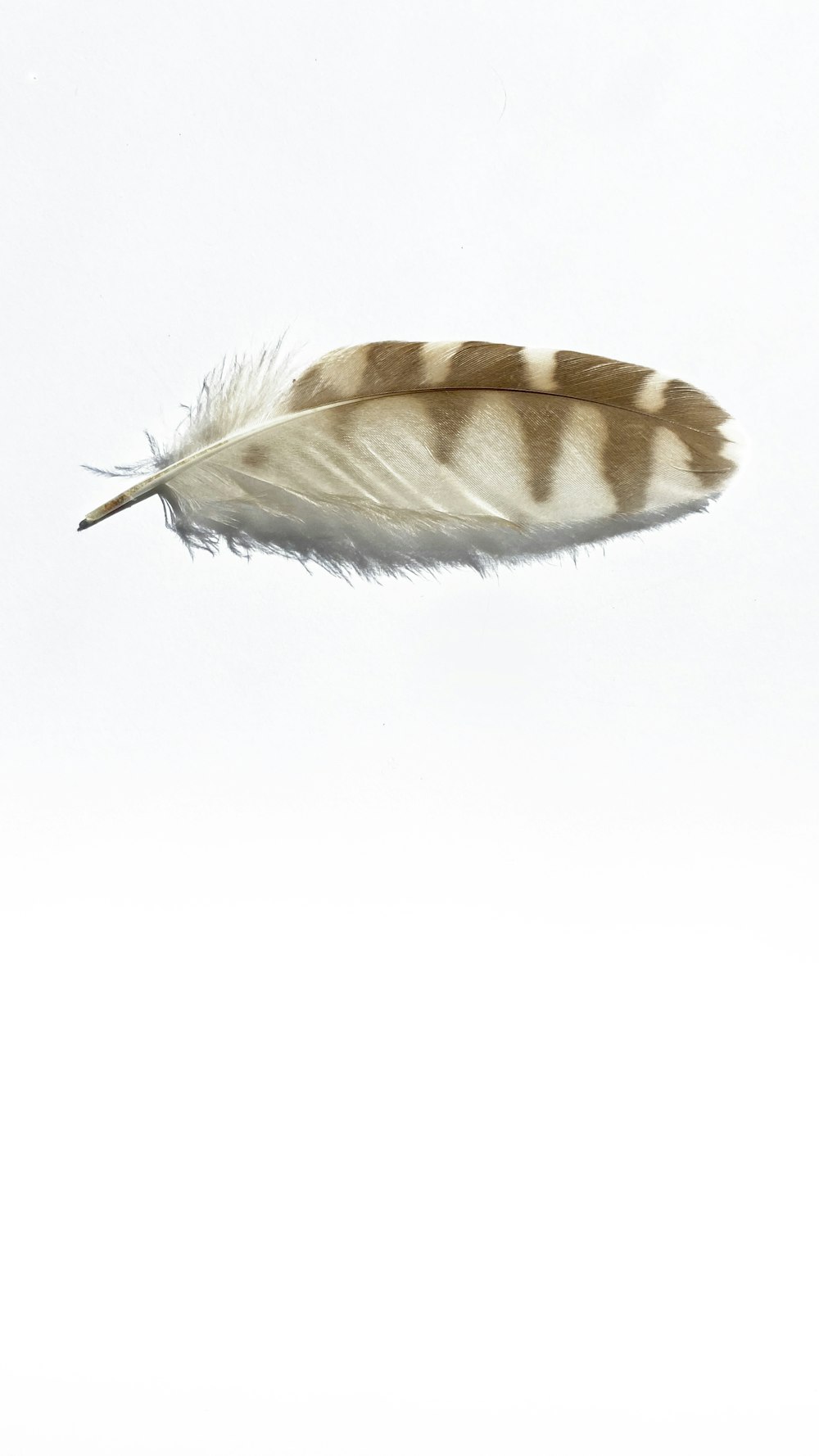 brown and white feather on white background