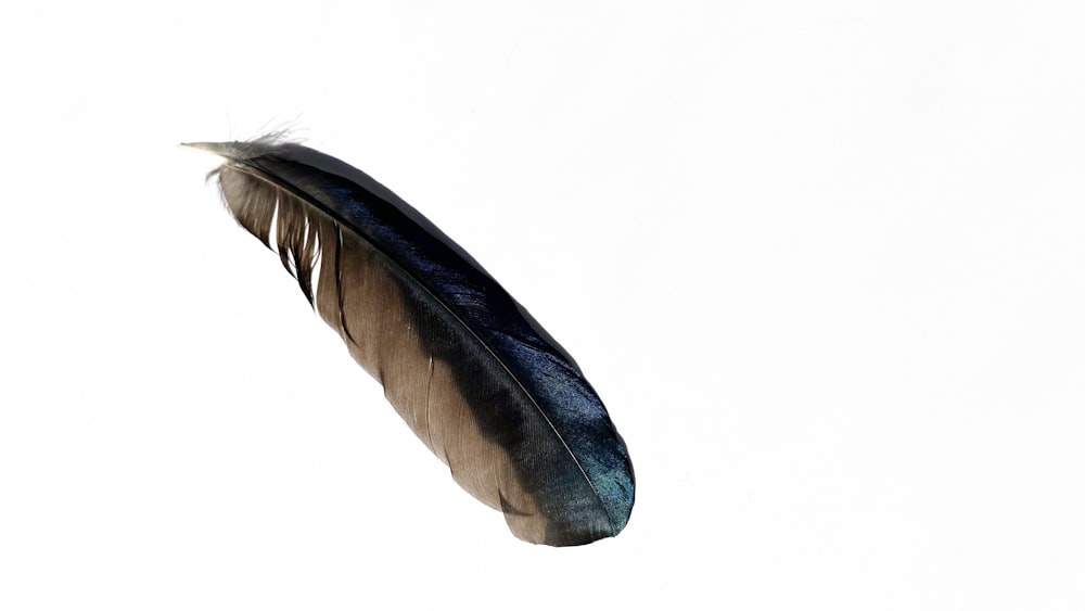 black and gray feather on white background
