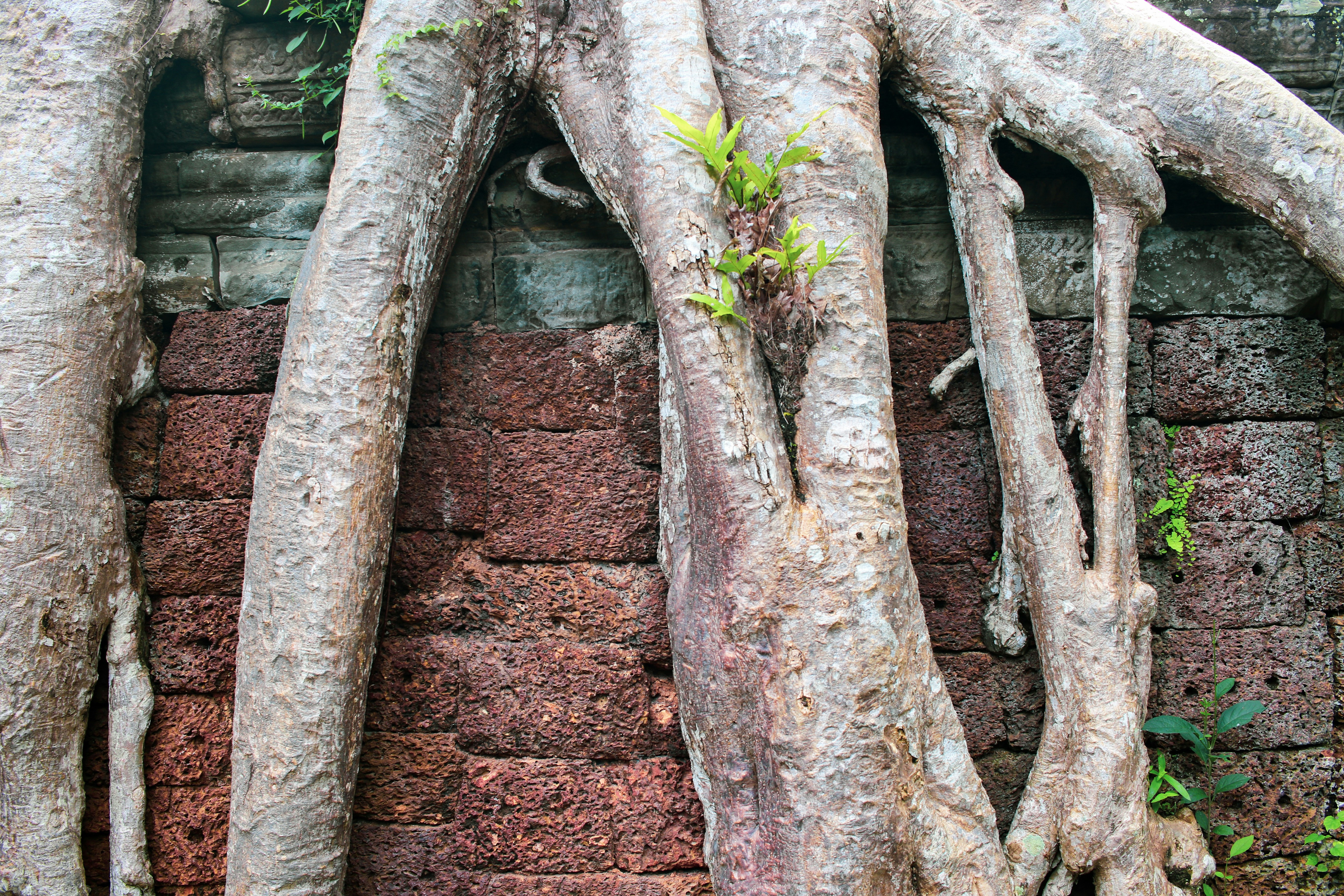 green and brown tree branch on brown rock