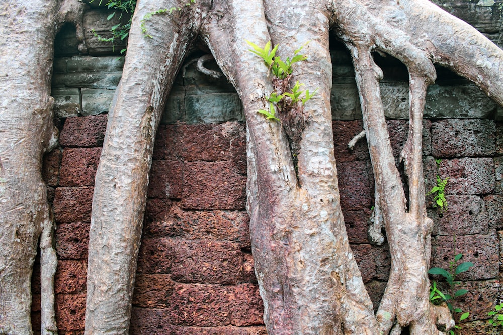 green and brown tree branch on brown rock