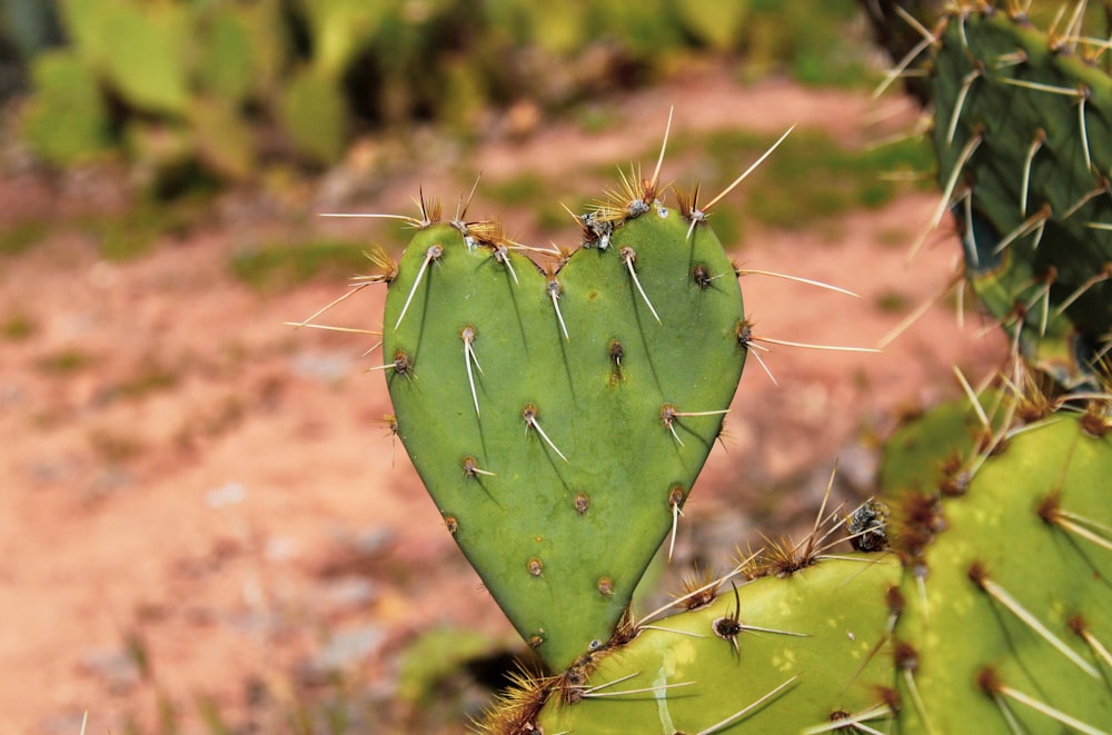 cactus verde in macro shot