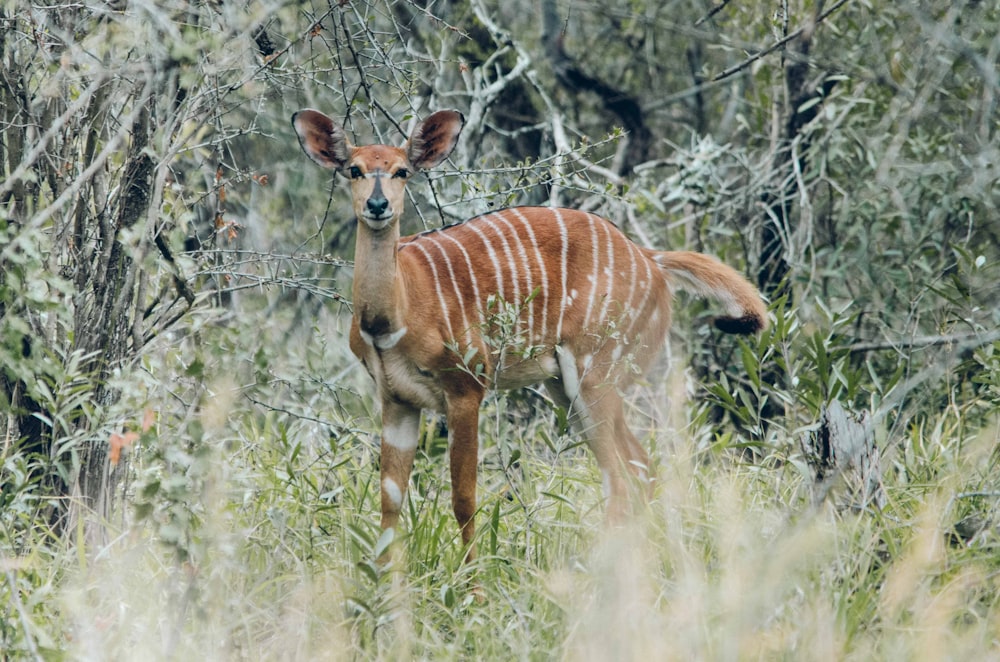 brown deer on green grass during daytime