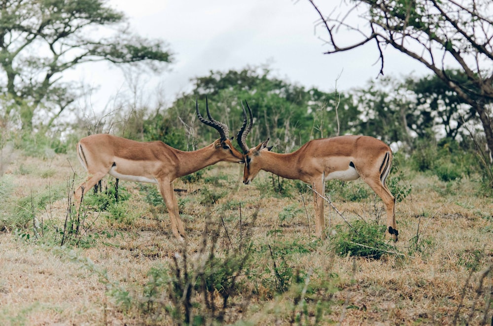 brown deer on green grass field during daytime