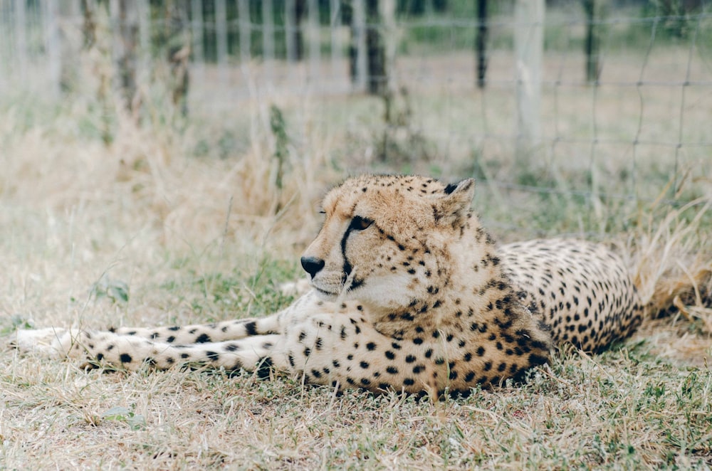 cheetah lying on brown grass during daytime