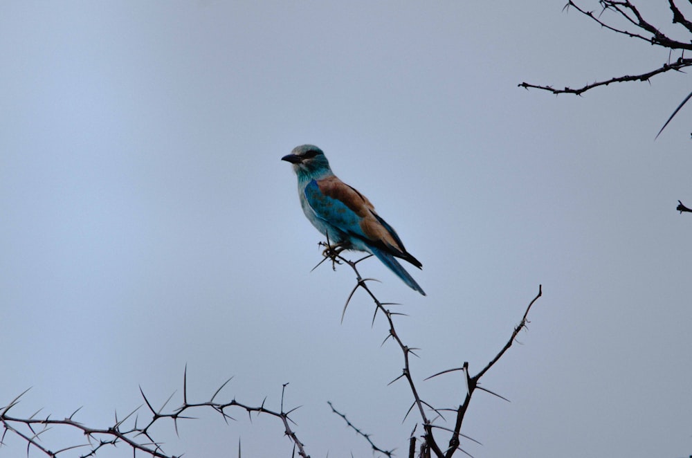 blue and brown bird on tree branch