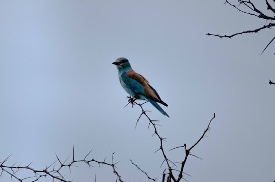 blue and brown bird on tree branch in UMfolozi South Africa